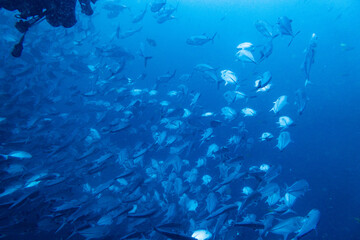 School of bigeye trevally on Koh Tao, Thailand
