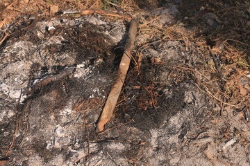 Ashes from burning dry leaves collected together