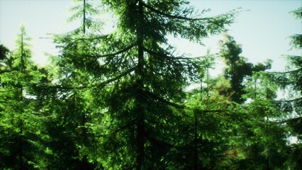 Obraz premium Sunlight filters through the canopy of tall, vibrant trees in a lush forest. The scenery is peaceful and filled with shades of green, inviting exploration and relaxation.