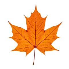 Obraz premium Isolated Orange Maple Leaf with Detailed Veins on White Background Nature Still Life