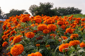 cempasúchil, flor de cempasúchil, campo de cempasúchil, flores de cempasúchil, flor de muerto, flor tradicional mexicana, día de muertos, naturaleza, campo mexicano, paisaje, paisaje mexicano, montaña