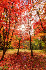 Fototapeta premium spectacular autumn colours on the trees in Wales UK