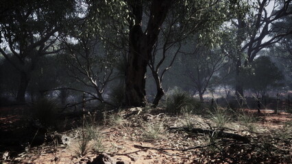 Sunlight filters through the leafy canopy of tall trees, illuminating a tranquil glade. Soft earth and grass create a serene spot for wanderers to pause and enjoy nature’s beauty.