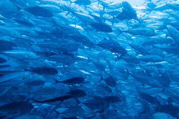 School of bigeye trevally on Koh Tao, Thailand