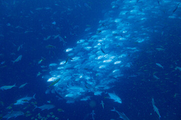 School of bigeye trevally on Koh Tao, Thailand