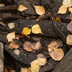 Autumn birch leaves on old wooden boards of dried riverbed