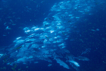 School of bigeye trevally on Koh Tao, Thailand