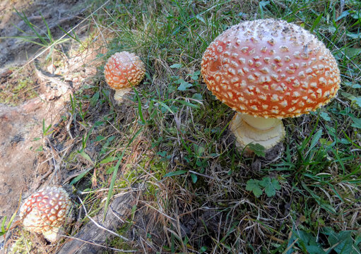 Gros plan sur une Amanite tue-mouches dans le Vercors en France