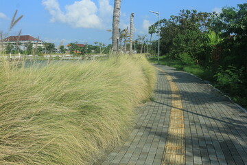beautiful ornamental grass plants as garden decorations planted in city parks