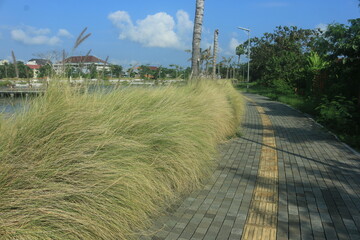 beautiful ornamental grass plants as garden decorations planted in city parks