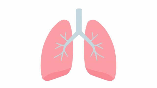 Animated vector illustration of human lungs with minimal flat style  on white background and transparent alpha. Perfect for medical, health, and respiratory system concepts.
