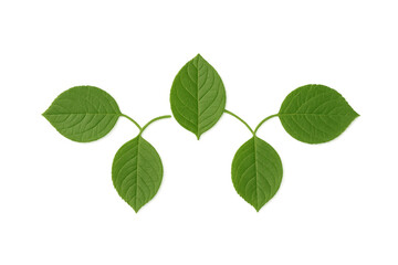 Fototapeta premium Green leaves creating a symmetrical pattern, representing growth, natural beauty, and environmental concepts with transparent background