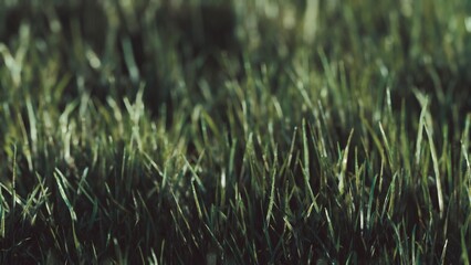 Bright green grass glistens with morning dew under soft sunlight in a tranquil park setting. The serene atmosphere invites nature lovers to enjoy its beauty.