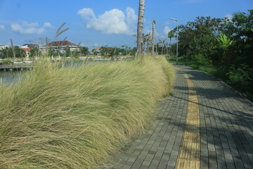 beautiful ornamental grass plants as garden decorations planted in city parks