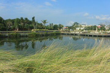 beautiful ornamental grass plants as garden decorations planted in city parks