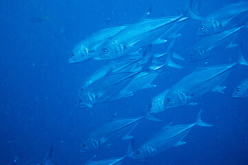 Fototapeta premium School of bigeye trevally on Koh Tao, Thailand