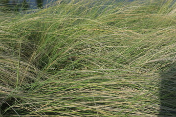 beautiful ornamental grass plants as garden decorations planted in city parks