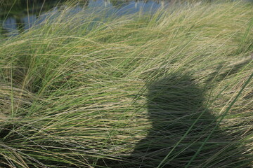 beautiful ornamental grass plants as garden decorations planted in city parks