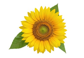 Obraz premium Bright yellow sunflower with green leaves isolated on white background