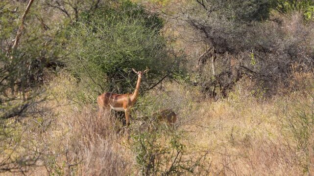 Two slender necked gerenuk antelopes standing alertly among dry grass and acacia bush in Samburu National Reserve Kenya Unique East African wildlife.