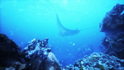 Beneath the waves, a majestic manta ray glides effortlessly among vibrant coral formations. The tranquil blue water creates a serene atmosphere, showcasing marine life.