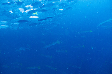 School of bigeye trevally on Koh Tao, Thailand