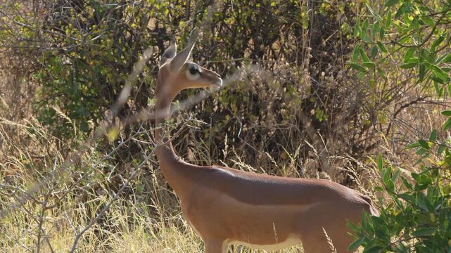 Capture the elegance of a alert Gerenuk antelope standing in the grasslands of Samburu National Reserve, Kenya, surrounded by bushland.