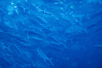 School of bigeye trevally on Koh Tao, Thailand