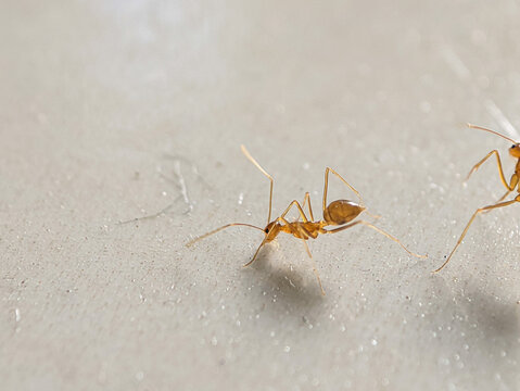 Close-up of a pharaoh ant (Monomorium pharaonis), macro detail of a pharaoh ant, ant colony on the floor of a house in search of food.