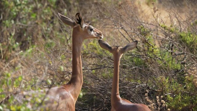 Two slender necked gerenuk antelopes standing alertly among dry grass and acacia bush in Samburu National Reserve Kenya Unique East African wildlife.