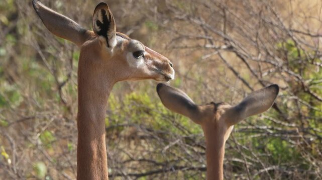 Capture the elegance of two alert Gerenuk antelopes standing in the grasslands of Samburu National Reserve, Kenya, surrounded by bushland.