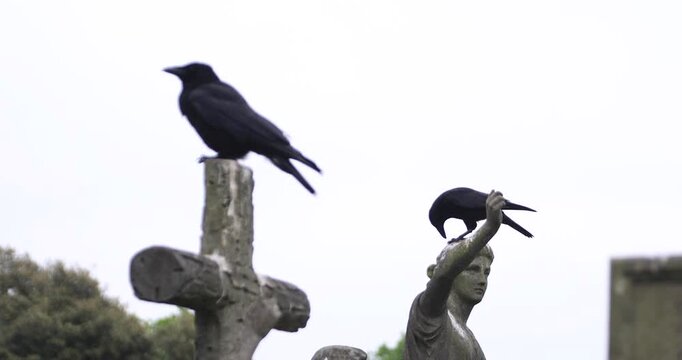 Two black crows rest on weathered grave monuments, one on a stone cross and one on a human statue. Dark, moody cemetery moment suggesting mortality, silence, and omen.