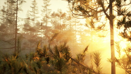Fototapeta premium Golden sunlight breaks through the tall trees in a tranquil forest. The mist enhances the peaceful atmosphere, inviting calm and reflection at the start of the day.