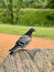 pigeon on a fence