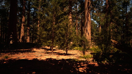 Obraz premium Sunlight filters through towering trees, casting shadows on a carpet of vibrant foliage. A serene forest scene invites visitors to explore its tranquil beauty and hidden secrets.