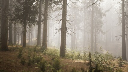 Tall trees rise in a quiet forest, their silhouettes blurred by thick fog. Ferns grow at the base, and a calming stillness fills the air, inviting a sense of peace and wonder.