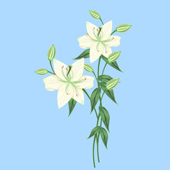 Lily bouquet flowers isolated on a blue background. Vector illustration of flowers for designing postcards, notebooks, and textiles.