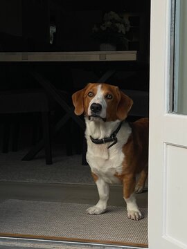 A curious Drever-like dog standing in a doorway, looking outside. soft natural light highlights its brown and white fur, creating a warm and homel atmosphere.