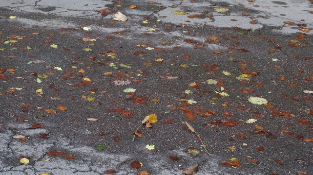 Rutschige Fahrbahn durch nasses gefallenes Laub im Herbst, Herbstlaub verl&auml;ngert den Bremsweg, Vorsicht im Stra&szlig;enverkehr durch angepasste Fahrweise ist angebracht