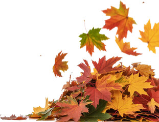 Colorful Autumn Maple Leaves Falling Isolated on White Vibrant Red, Orange, and Yellow Foliage