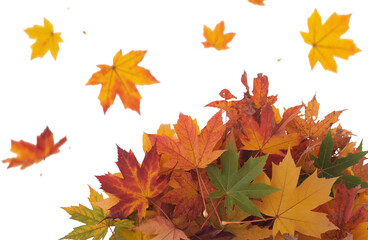 Fototapeta premium Colorful Autumn Maple Leaves Falling Isolated on White Vibrant Red, Orange, and Yellow Foliage