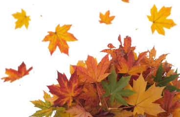 Colorful Autumn Maple Leaves Falling Isolated on White Vibrant Red, Orange, and Yellow Foliage