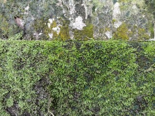 Mossy Green Wall Surface Texture. Close-up of a moss-covered concrete wall showing natural green tones, rough texture, and moist surface detail