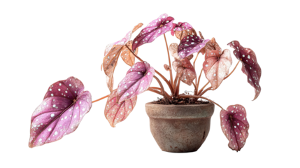PNG of A vibrant, purple polka dot plant in a textured pot, showcasing its striking foliage and unique beauty.