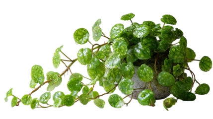 PNG of A lush green pothos plant cascading from a textured stone pot, adding a touch of nature to any interior space.