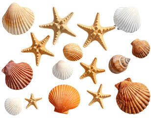 Cluster of Marine Shells and Starfish with Natural Shadows, scattered composition, isolated