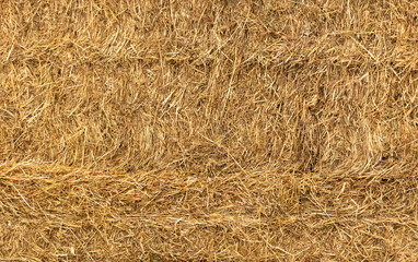 field of hay background