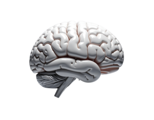 Minimal Anatomical Brain Model Centered on Neutral Gray Gradient Background