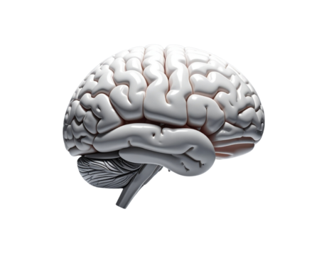 Minimal Anatomical Brain Model Centered on Neutral Gray Gradient Background - Powered by Adobe
