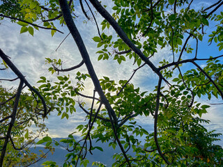 Bright sunlight breaking through lush green branches with a scenic mountain view in the background